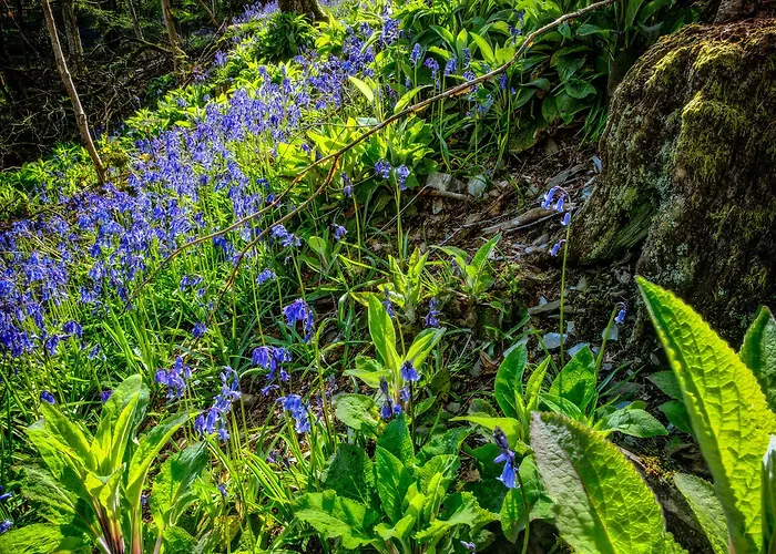 Corner Beech House Guest house 4*